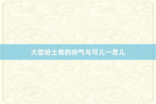 大型哈士奇的帅气与可儿一忽儿